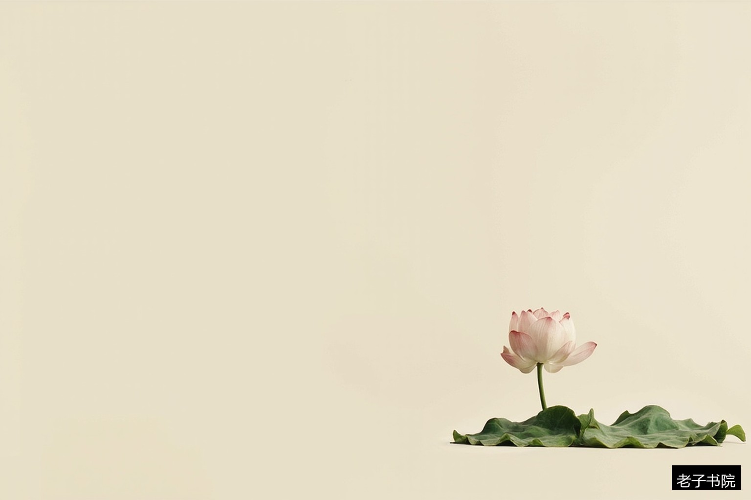 莲花心经静物 莲花心经静物